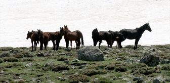 Karlar eriyince Erciyes yaylalarında yılkı atları koşmaya başladı