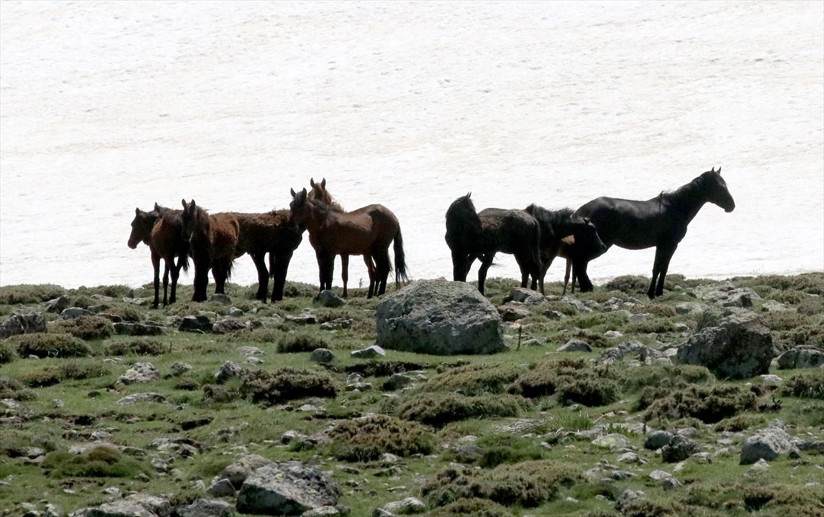 Karlar eriyince Erciyes yaylalarında yılkı atları koşmaya başladı