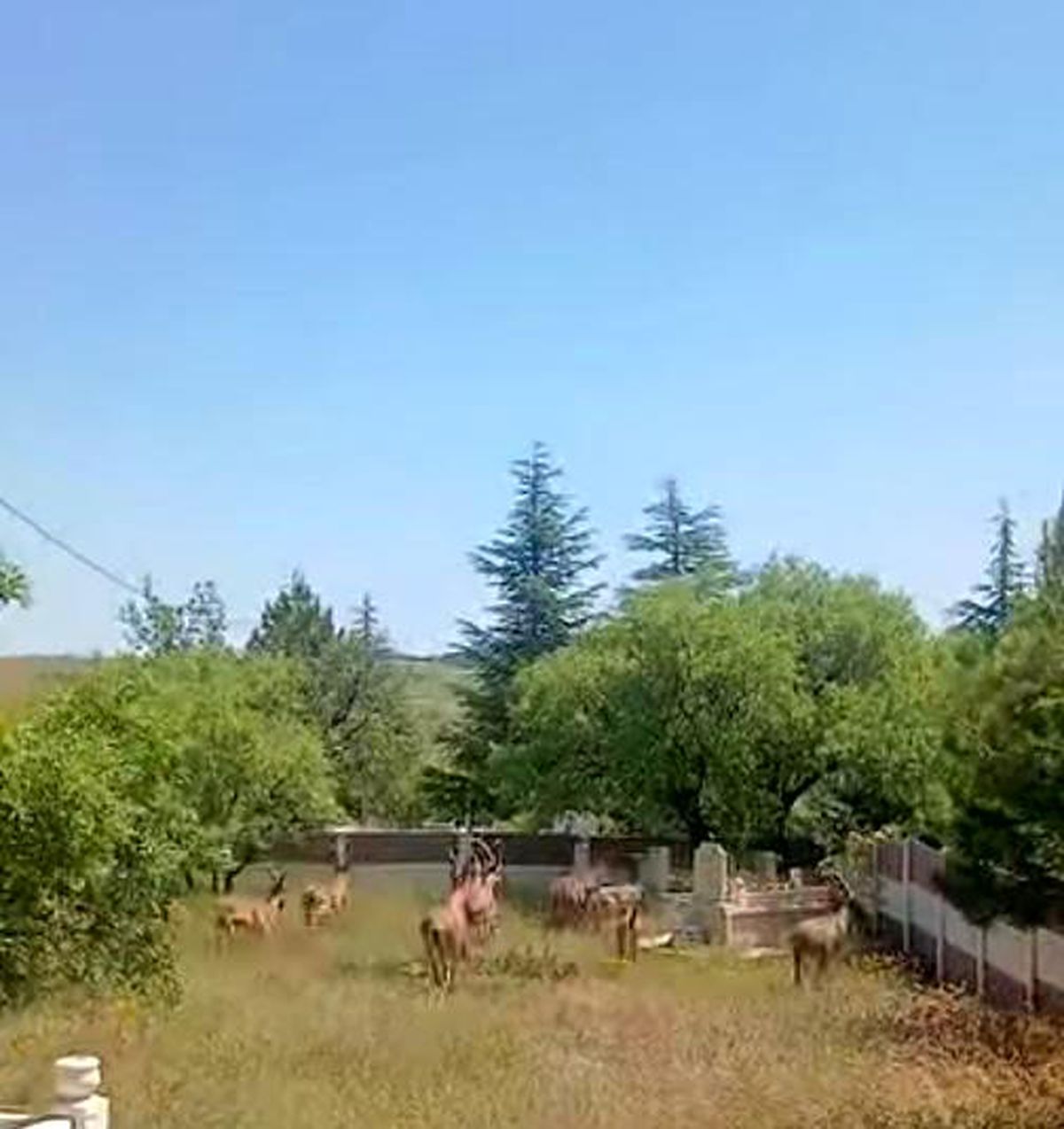 Koruma altındaki dağ keçileri Harput mezarlıklarında görüntü