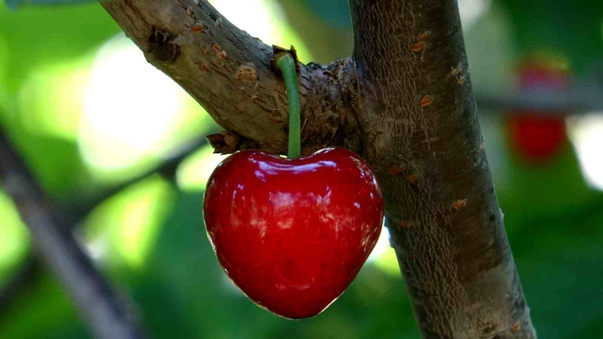 Küslere müjde, 1 hafta sonra kalpli kirazlar kalpleri tamir etmeye geliyor