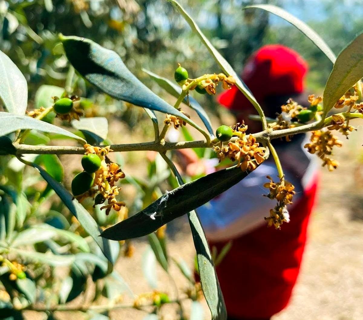 Salihli'de zeytin güvesi alarmı