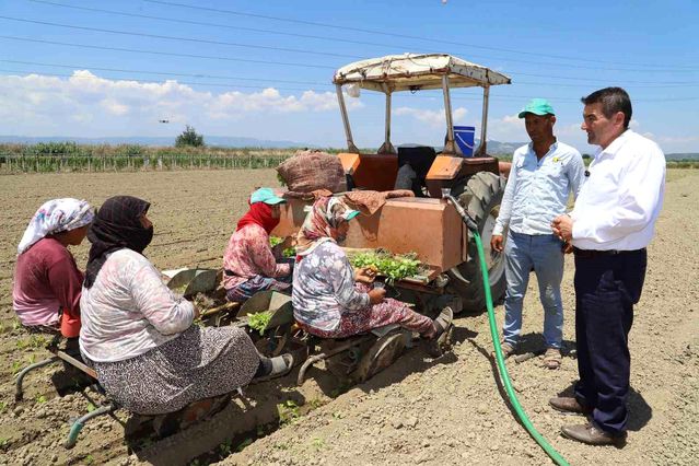 Saruhanlı'da tütün mesaisi başladı