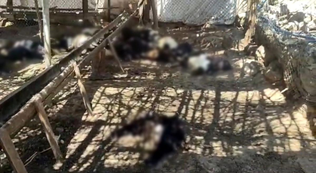 Siirt'in Şirvan ilçesinde ağıla giren başıboş köpeklerin telef ettiği keçiler.