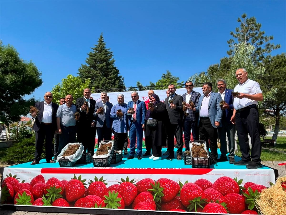 Aksaray'da üreticilere çilek fidesi dağıtıldı