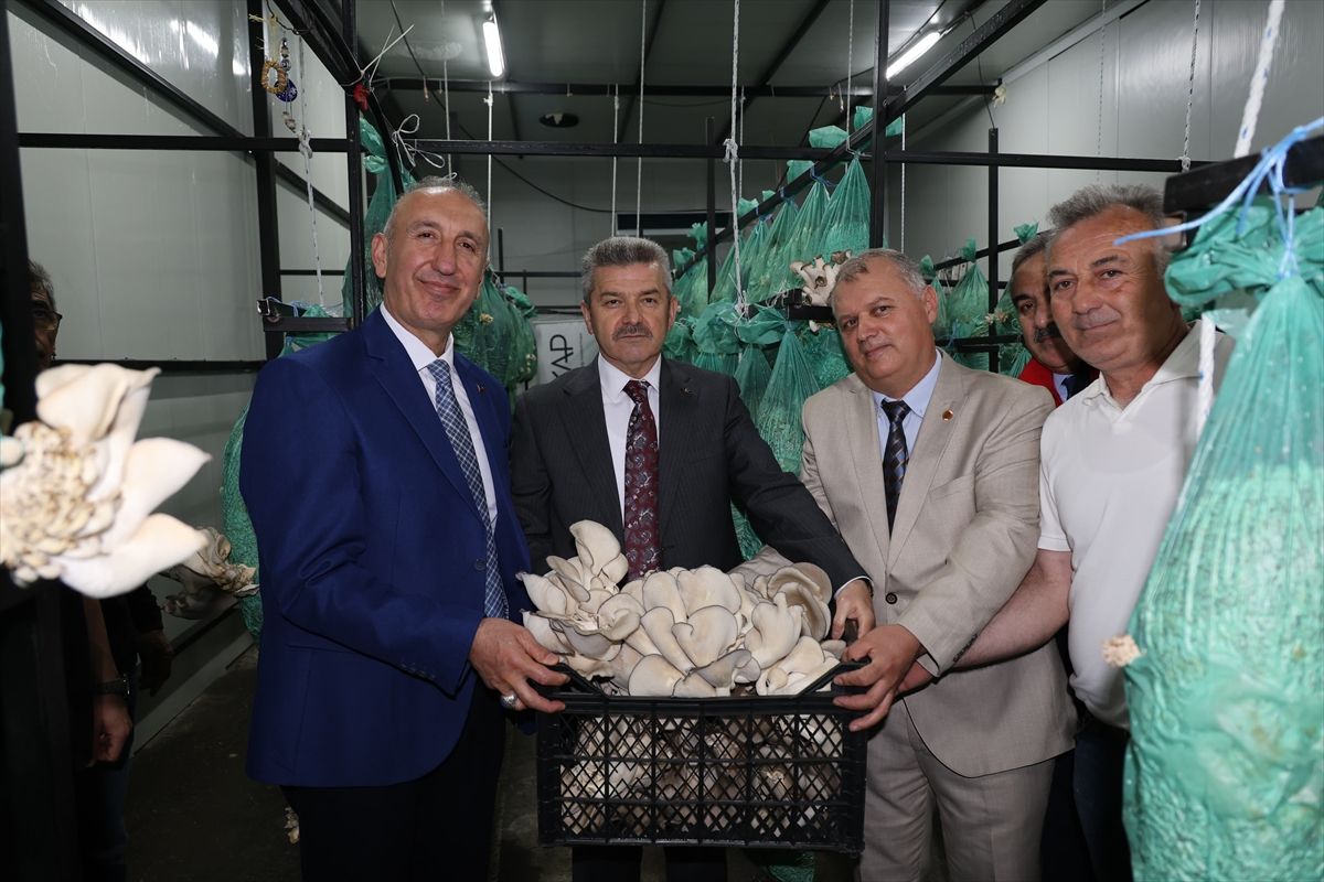 Artvin'deki atıl tünelde üretilen istiridye mantarının bu yılki hasadı yapıldı