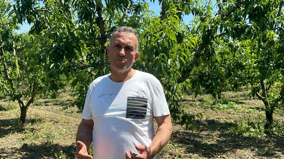 Bursa Ovası'nda dallarda üzüm salkımı gibi nektarin olunca 'tekleme' uzun sürdü
