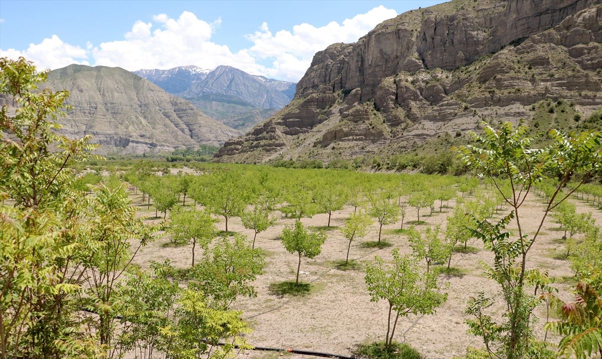 Erzurum'un 'sakin kent'inde dut üretimi artıyor, sırada ipek böcekçiliği var