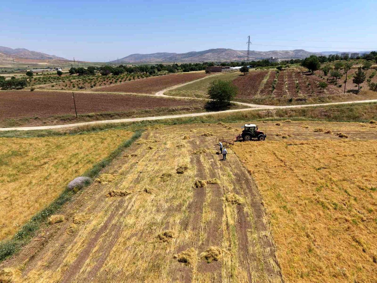 Gercüş'te bereketli hasat: Mercimek rekoltesi çiftçinin yüzü