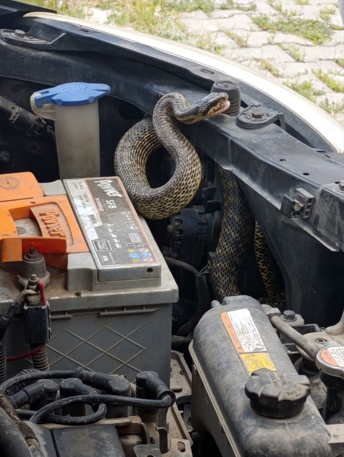 Sivas'ta otomobilin motoruna giren yılan itfaiye ekiplerince çıkarıldı