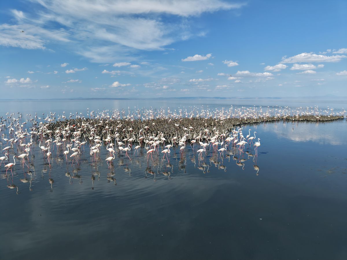 Tuz Gölü'nde kuluçkadan çıkmış binlerce yavru flamingo sürüsü