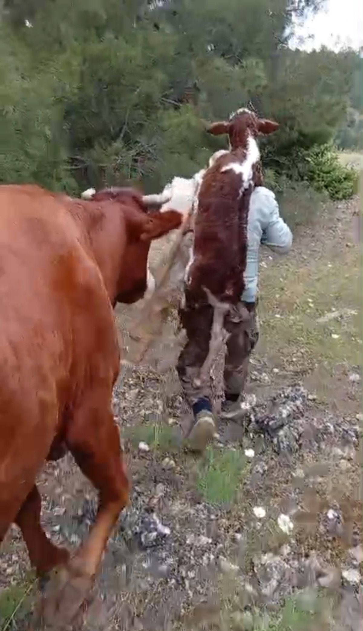 İnek doğum yaptı, çiftçi buzağıyı sırtına alıp eve taşıdı