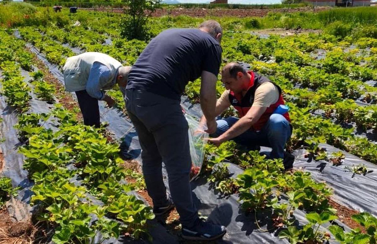 Beyşehir'de çilek hasadı öncesi pestisit denetimleri