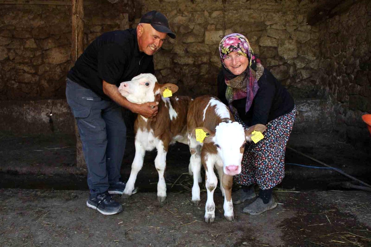 Buzağılarına hayranı oldukları şarkıcının ismini verdiler: 'Yıldız' ve 'Tilbe'