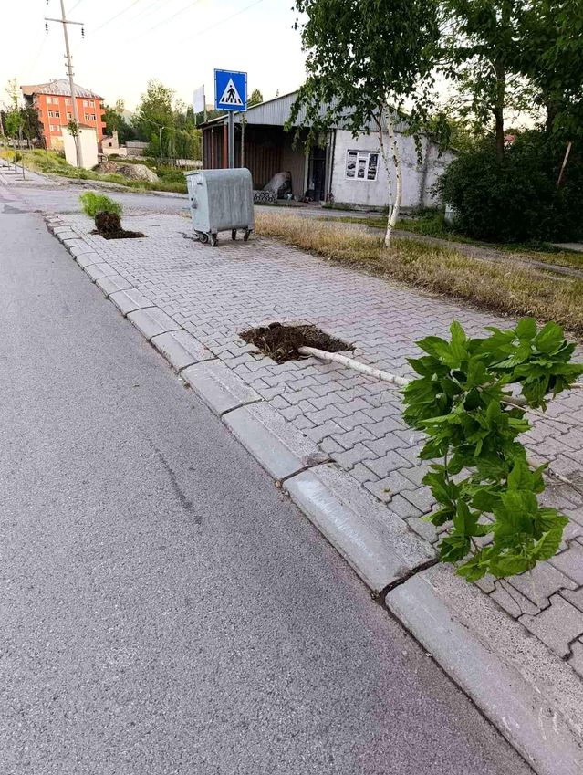 Patnos’ta yeni dikilen 15 ağaca zarar verildi