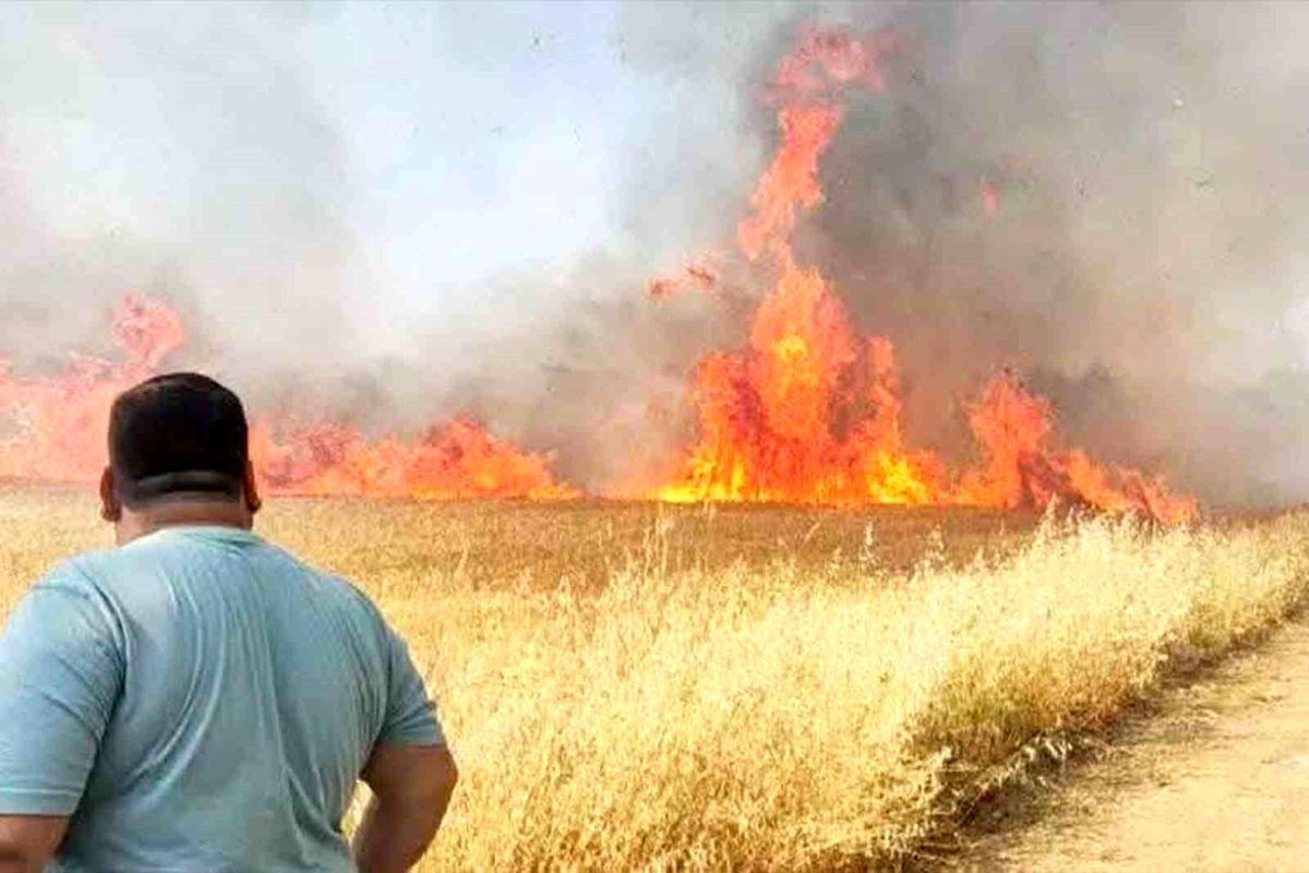 Şanlıurfa'da buğday tarlasında korkutan yangın
