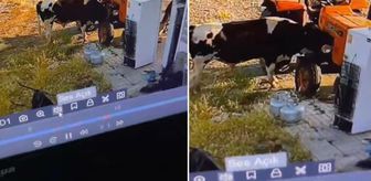Yer: Konya! Görüntüsü olmasa kimsenin inanmayacağı bir olay daha