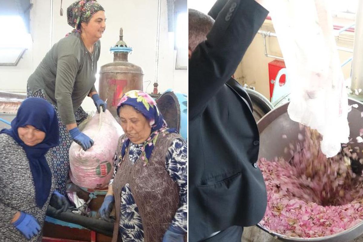 Isparta'nın pembe hazinesi! Kilosu 650 bin liraya alıcı buluyor