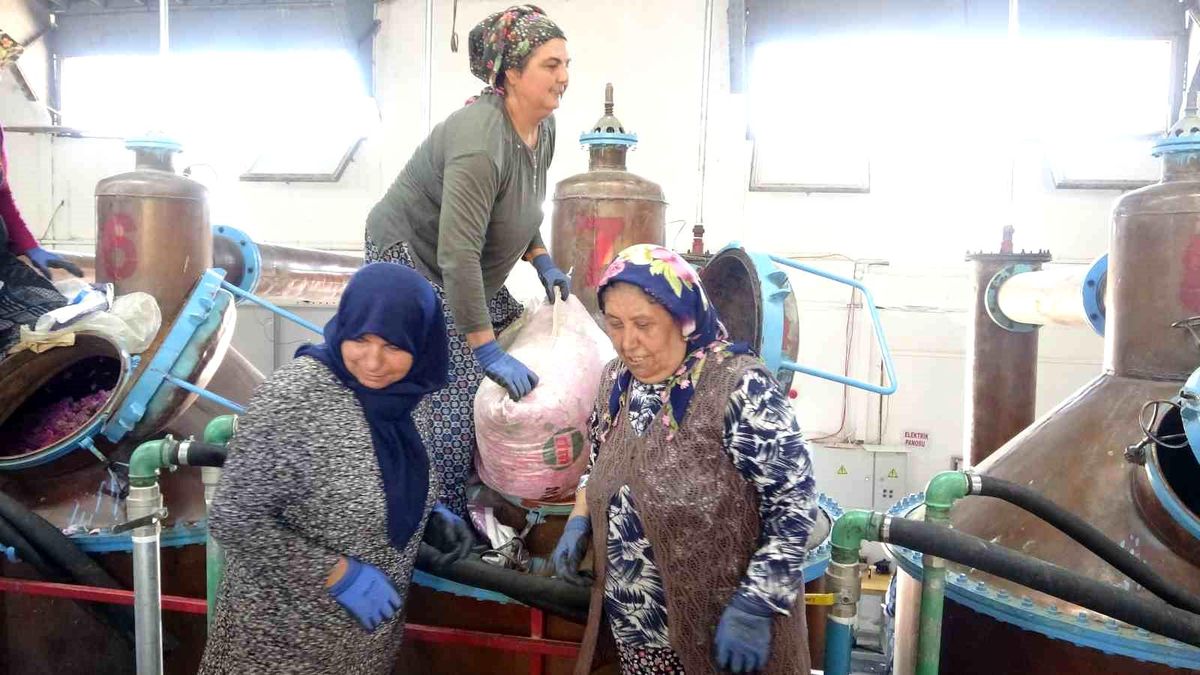 Isparta'nın pembe hazinesi: 4 ton gülden elde edilen yağın kilosu 12 bin avroya alıcı buluyor