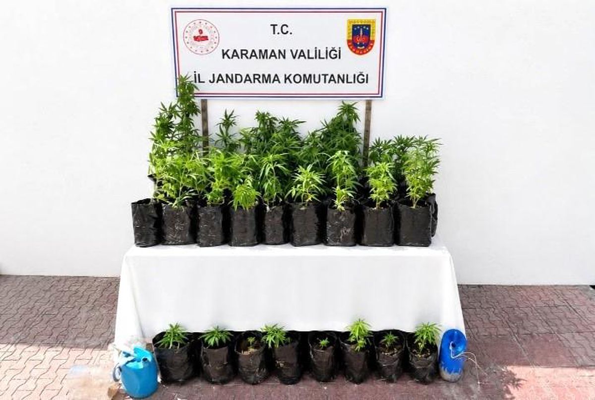 Karaman'da jandarma tarafından düzenlenen uyuşturucu operasyonunda ele geçirilen kenevir bitkileri ve uyuşturucu maddeler.
