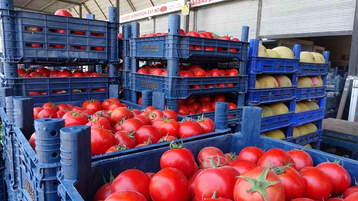 Hatay'da taze domates kasaları