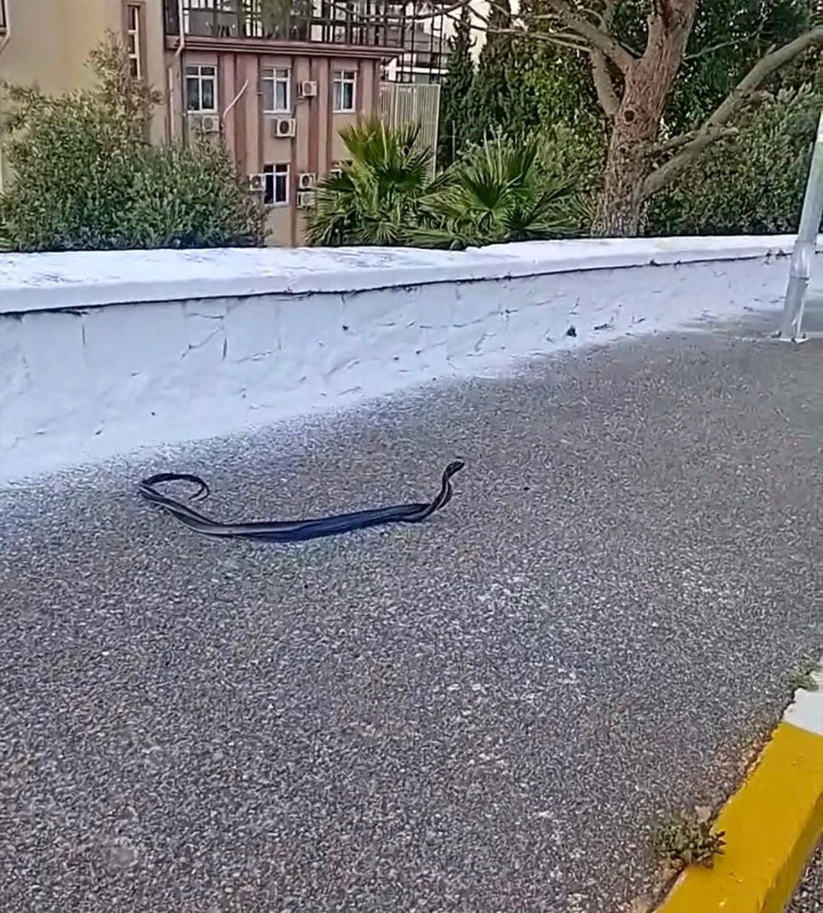 Bozdoğan'da yılanların çiftleşme dansı kamerada