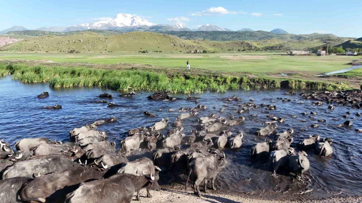 Erciyes'in eteklerinde manda safari