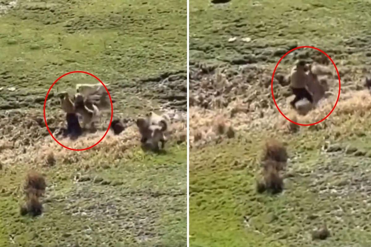 Hakkari'nin Yüksekova ilçesinde pitbull köpeklerin saldırısına uğrayan bir çocuğun, yanına koşan arkadaşı tarafından kurtarıldığı anı gösteren güvenlik kamerası görüntüsü.
