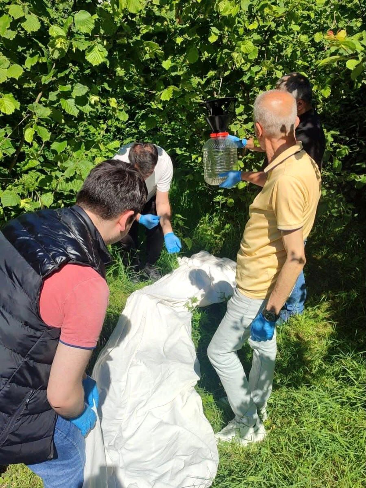 Kahverengi kokarcaya karşı samuray arısı seferberliği