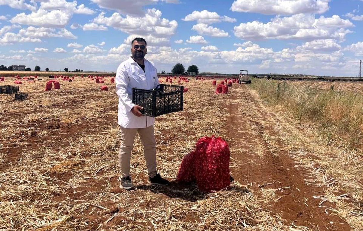 Şanlıurfa'da sarımsak hasadı devam ediyor