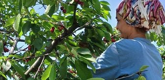 Taşova'da coğrafi işaretli kirazın hasadı sürüyor
