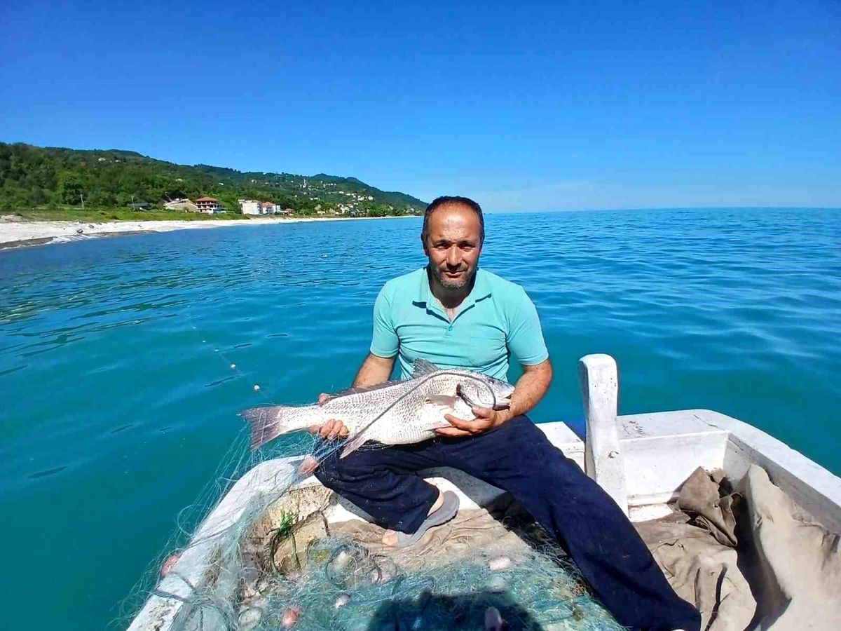 Türkeli'de nadir görülen kötek balığı avlandı