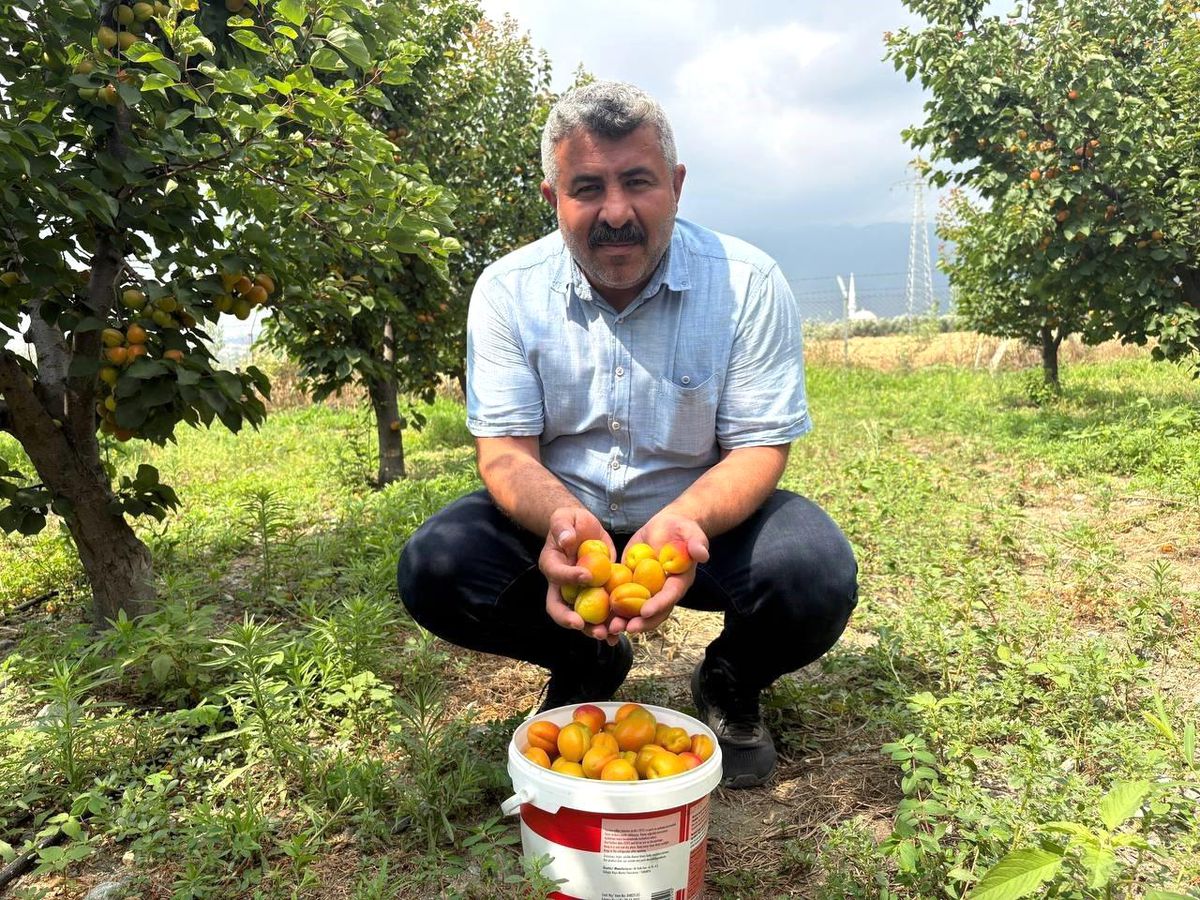Ziraat mühendisinin tavsiyesiyle diktiği kayısıdan 6 yıldır ürün alıyor