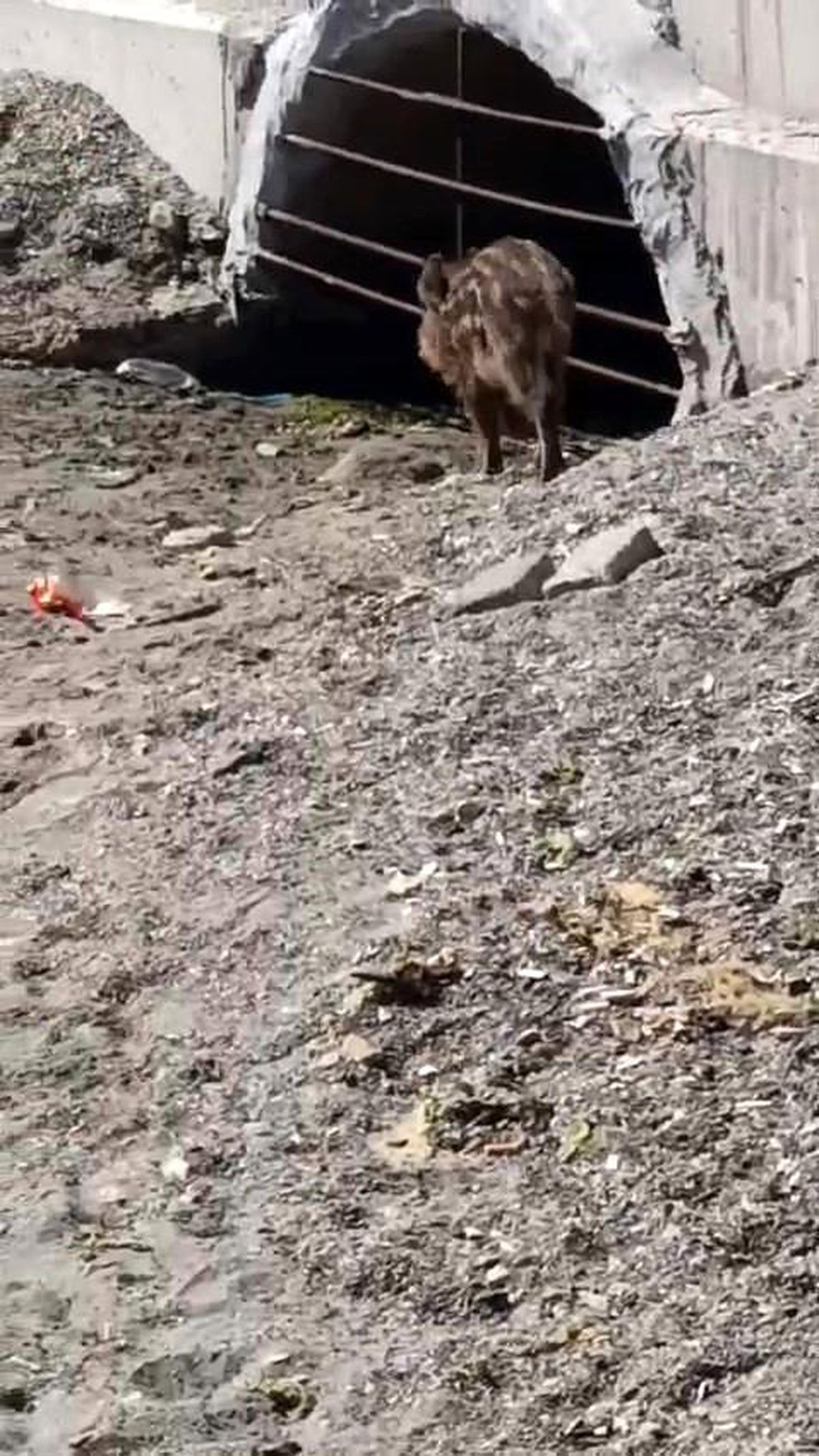 Aç kalan domuzlar sahile indi
