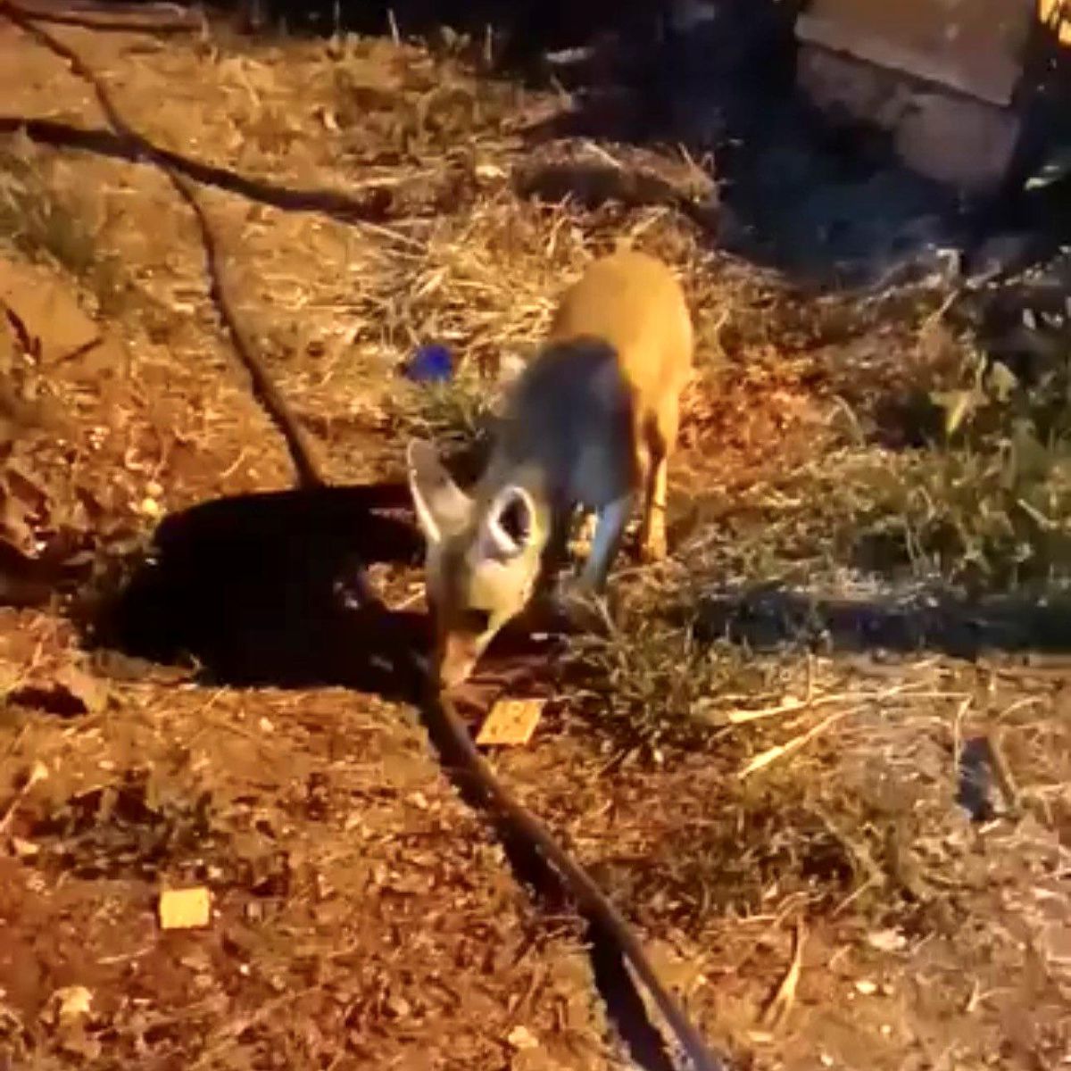 Çankırı'da bir vatandaşın elinden bisküvi yiyen tilki