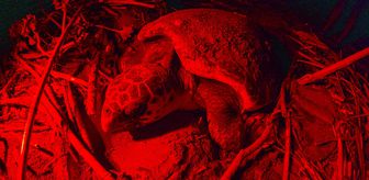 Belek Sahili'nde caretta carettanın yumurtlama anı görüntülendi