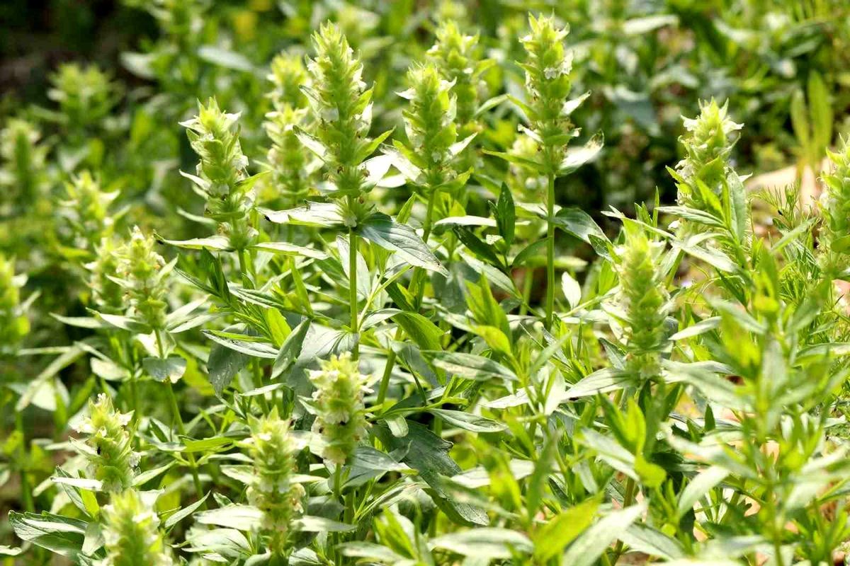 Kahramanmaraş'ın nadir endemik türü Eskimayasıl çiçek açtı