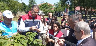 Samsun'da kahverengi kokarca zararlısı ile biyolojik mücadele için doğaya samuray arıcığı salındı