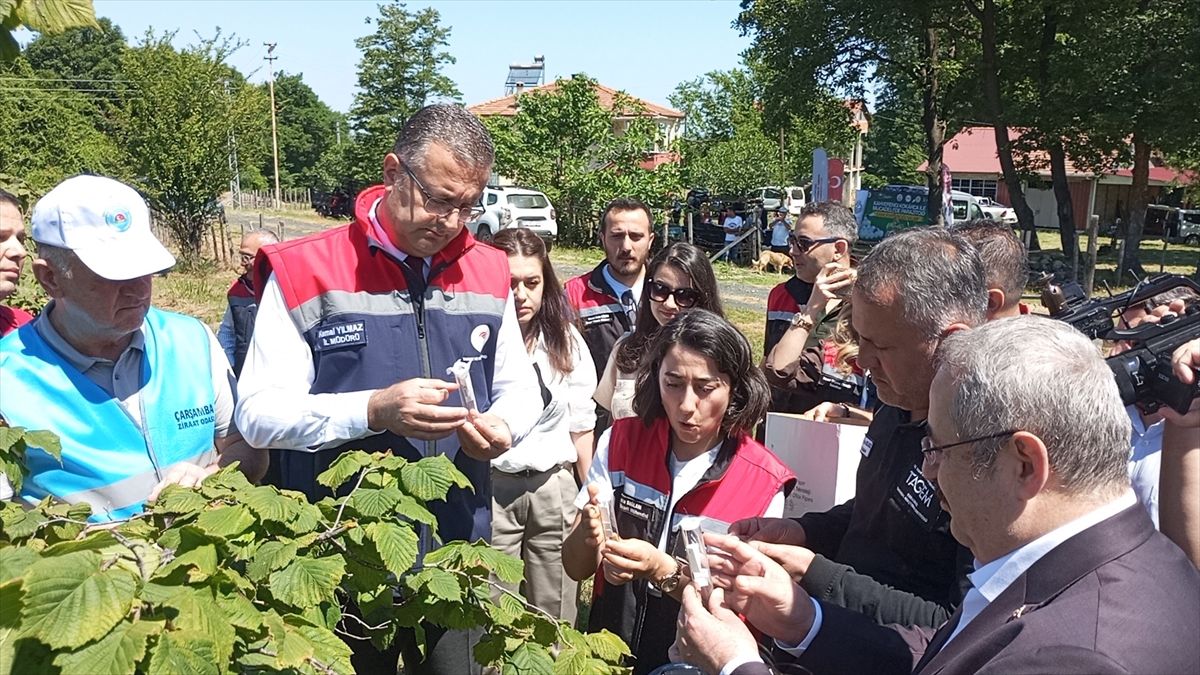 Samsun'da kahverengi kokarca zararlısı ile biyolojik mücadele için doğaya samuray arıcığı salındı