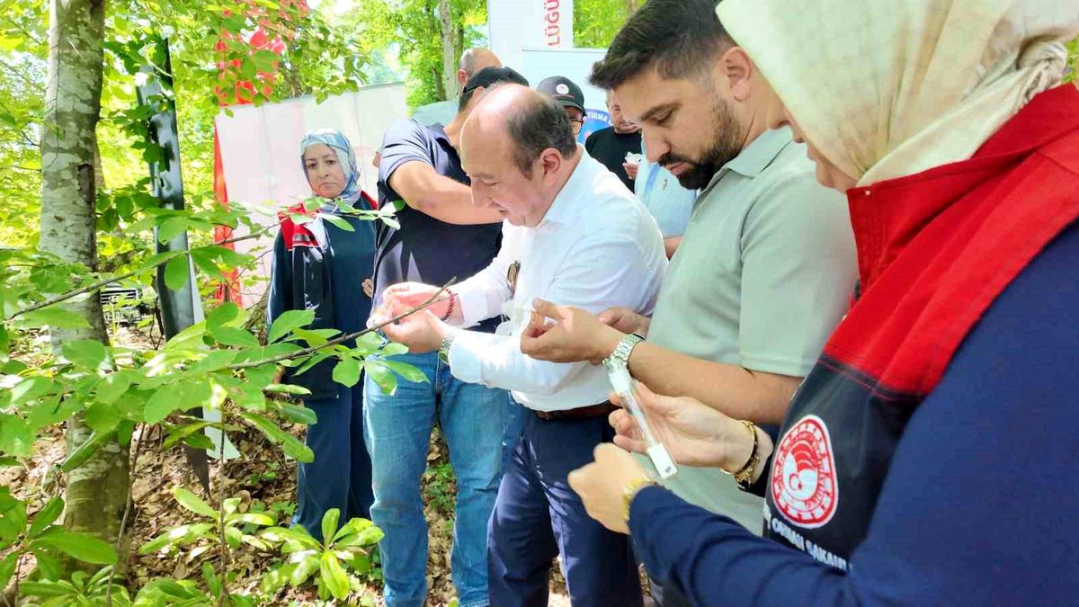 Kahverengi kokarca böceği ile mücadele için doğaya salınan samuray arıları