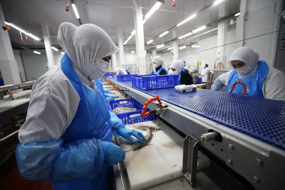 TKDK desteğiyle büyüyen balık işleme fabrikası 5 ülkeye ihracat yapıyor