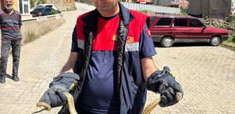Yozgat'ta otomobilin motoruna giren yılan itfaiye ekiplerince çıkarıldı