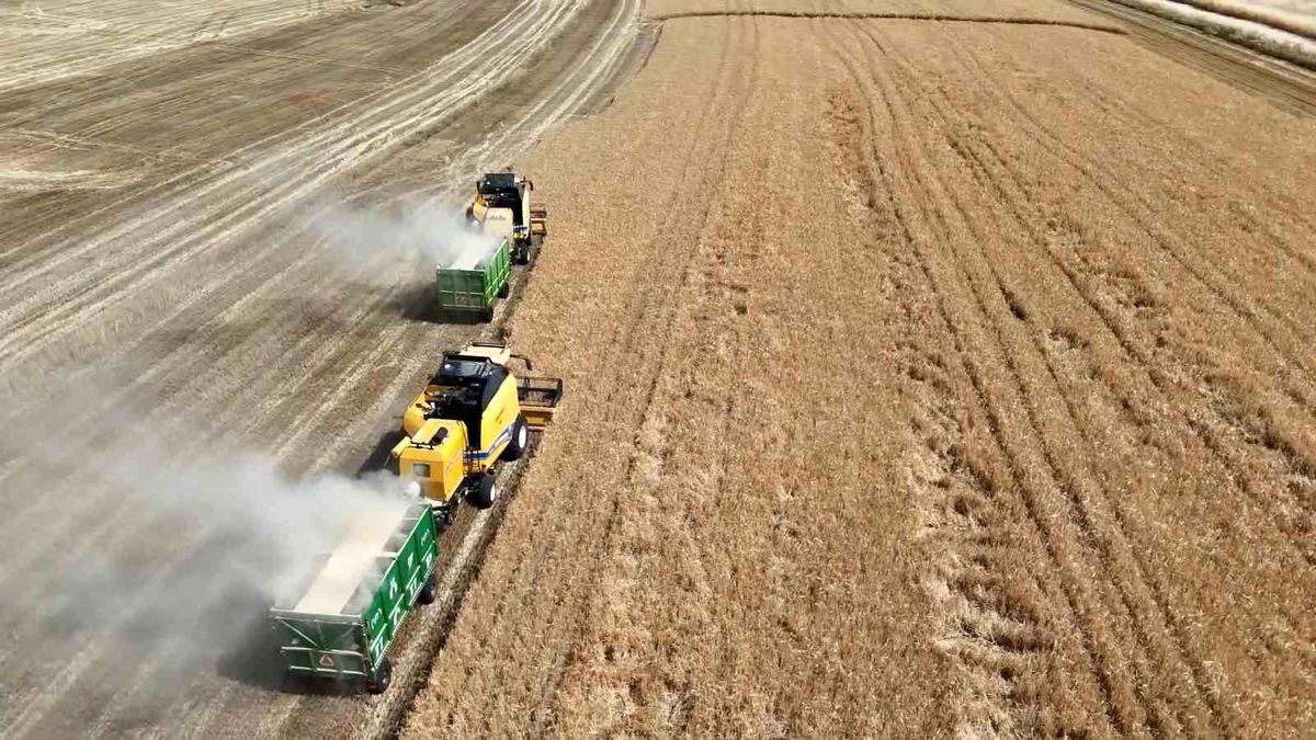 Adıyaman'da hububat tarlalarında hasat yapan çiftçiler