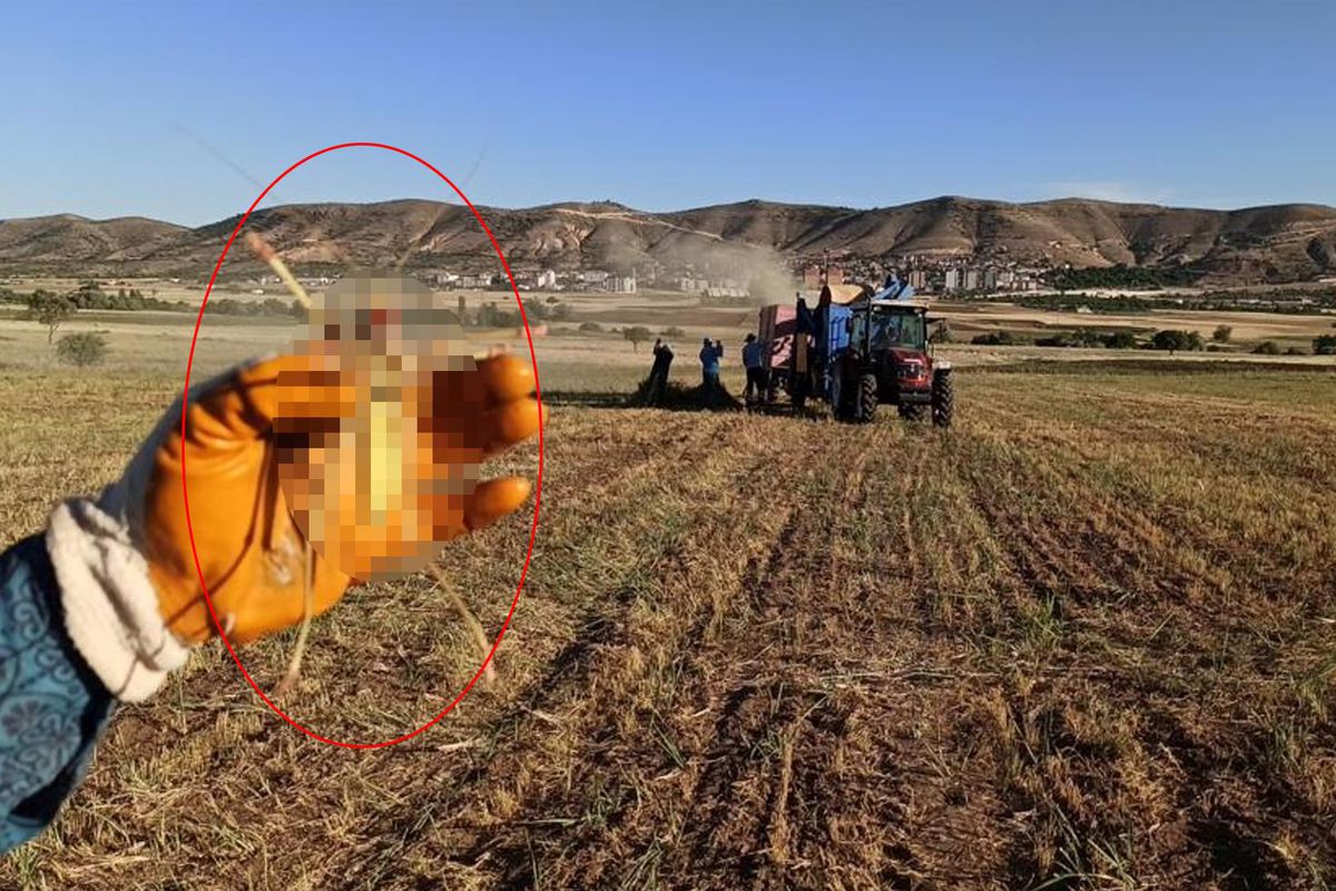 Tarlada görüldü, etle besleniyor! Tam bir dev
