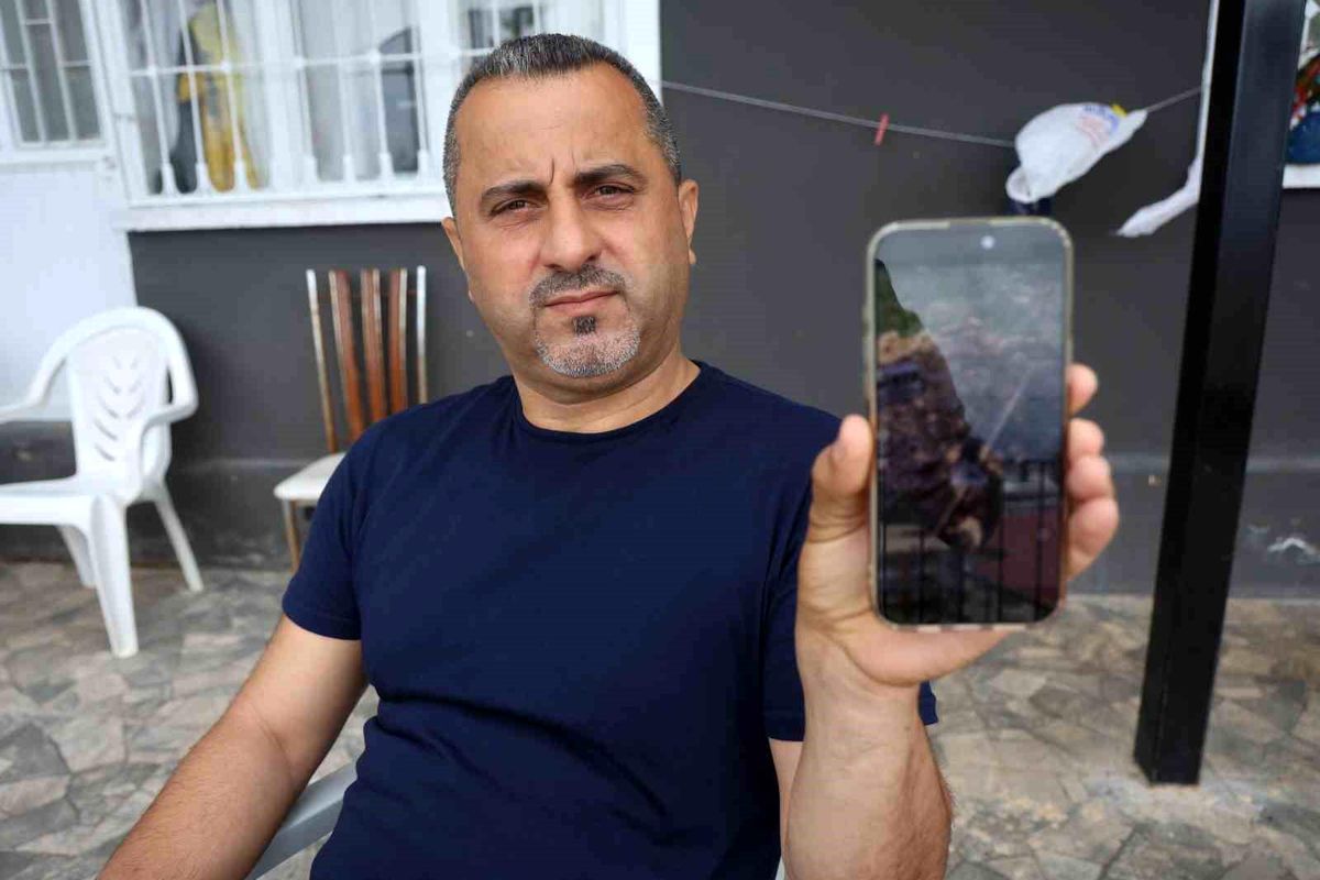 Hatay'ın Defne ilçesinde bir kirpinin tahta yardımıyla çukurdan kurtarılması anı.