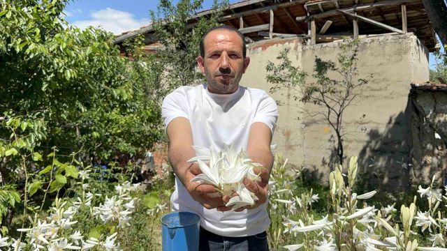koruma altinda olan akzambaklardan elde edile 4 19957424 o