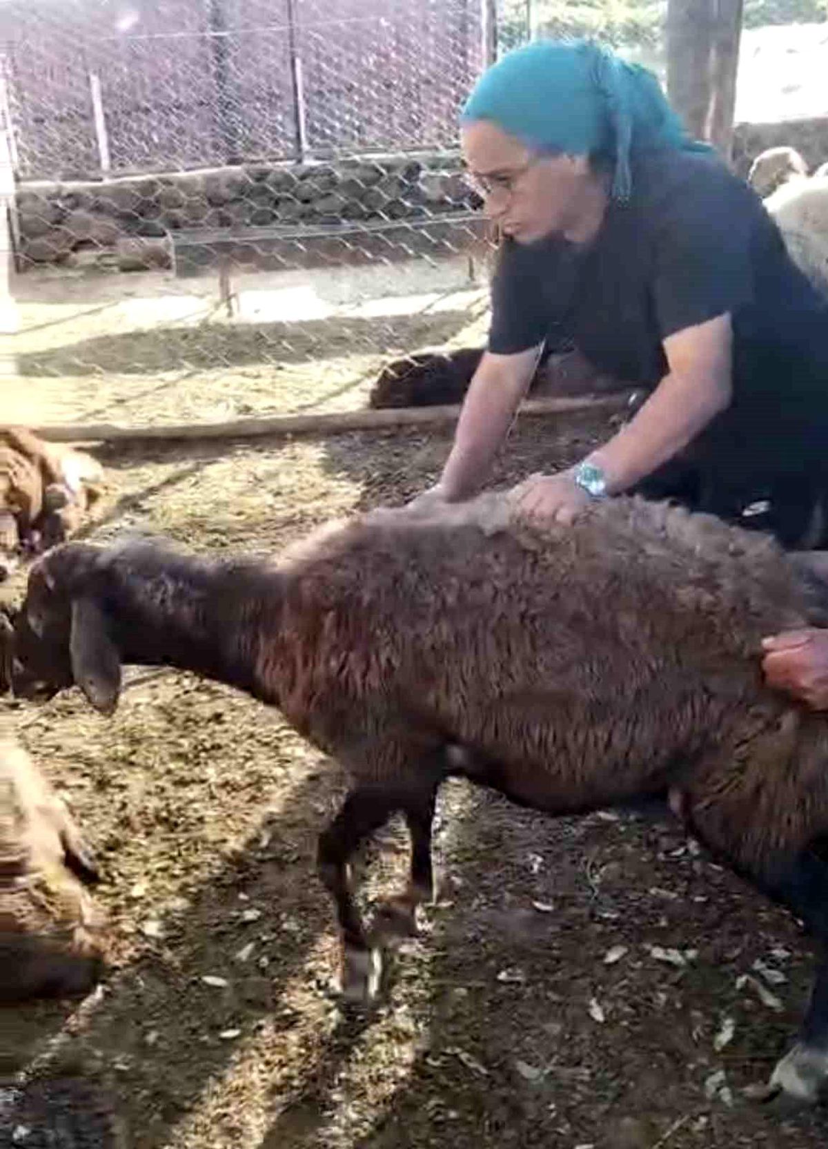 Kurt ağıla girdi: 8 koyun telef oldu, 8'i kayıp