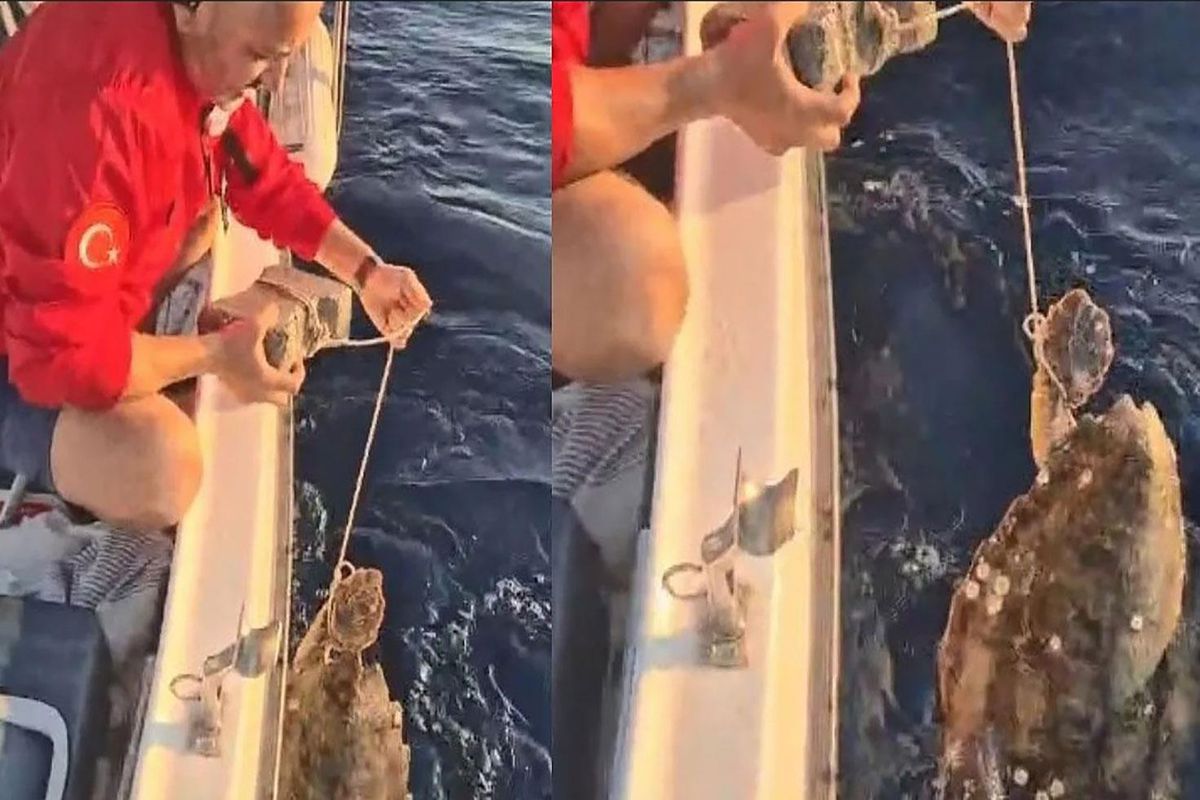 Bunu yapanın vicdanı yok! Deniz kaplumbağasının ayağına kaldırım taşı bağlamışlar