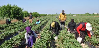 Mersin'de açık alanda üretilen tescilli Silifke çileğinde hasat sürüyor