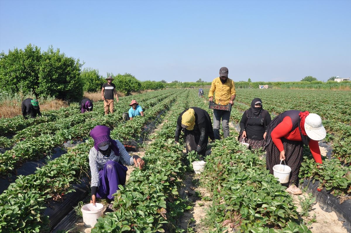Mersin'de açık alanda üretilen tescilli Silifke çileğinde hasat sürüyor
