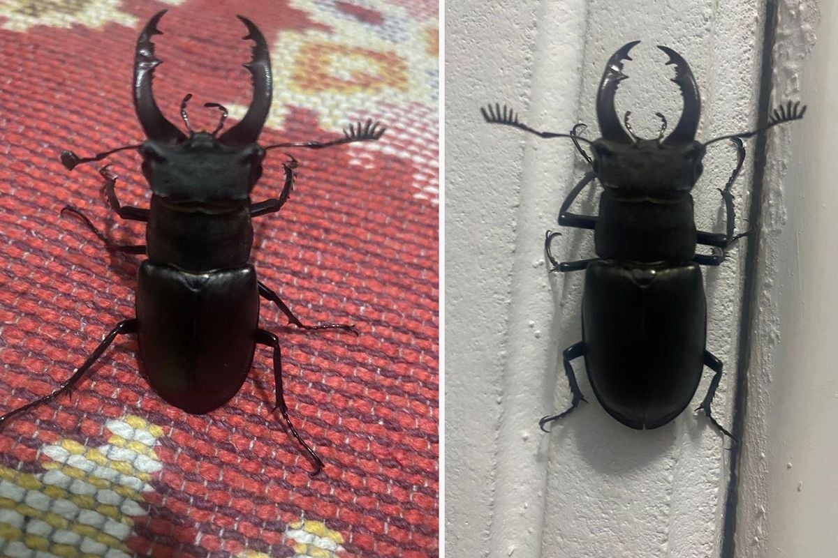 Menteşe'de evin balkonunda nadir görülen geyik böceği görüntülendi